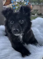 Oreo , a male Bichon Frise for sale in Corona, CA – Photo 2 of 3