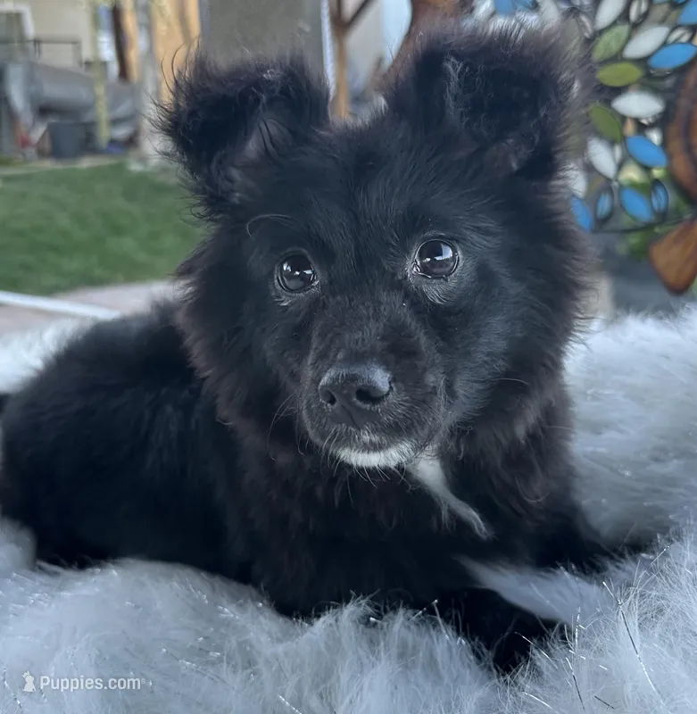 Oreo , a male Bichon Frise for sale in Corona, CA – Photo 1 of 3
