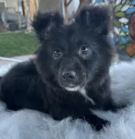 Oreo , a male Bichon Frise for sale in Corona, CA – Photo 1 of 3