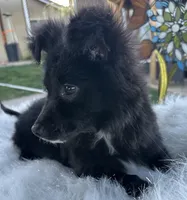 Oreo , a male Bichon Frise for sale in Corona, CA – Photo 3 of 3