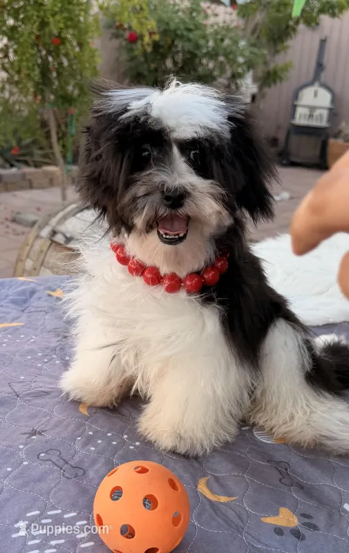 Toby – Shih Tzu puppy for sale in Corona, CA
