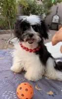 Toby, a male Shih Tzu for sale in Corona, CA – Photo 1 of 6