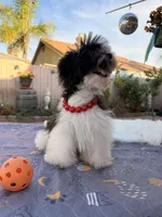 Toby, a male Shih Tzu for sale in Corona, CA – Photo 4 of 6