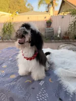 Toby, a male Shih Tzu for sale in Corona, CA – Photo 3 of 6