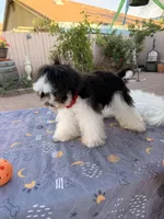 Toby, a male Shih Tzu for sale in Corona, CA – Photo 6 of 6