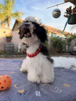 Toby, a male Shih Tzu for sale in Corona, CA – Photo 5 of 6