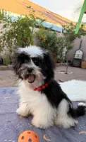 Toby, a male Shih Tzu for sale in Corona, CA – Photo 2 of 6