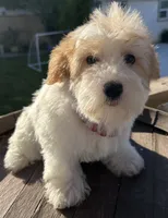 Roxy, a female Miniature Schnauzer for sale in Corona, CA – 3 of 6