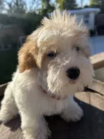 Sake , a female Miniature Schnauzer and Poodle - Toy  for sale in Corona, CA – 3 of 3