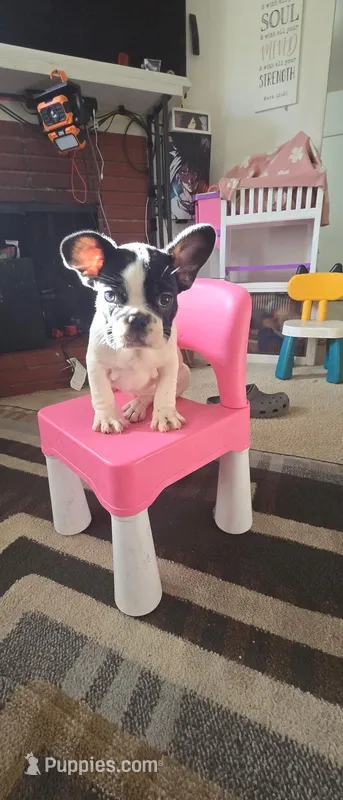 Sake  – French Bulldog puppy for sale in Corona, CA