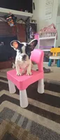 Sake , a female French Bulldog for sale in Corona, CA – 1 of 1