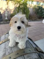 Roxy, a female Miniature Schnauzer for sale in Corona, CA – 6 of 6