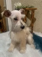 Sake , a female Miniature Schnauzer for sale in Corona, CA – Photo 4 of 6