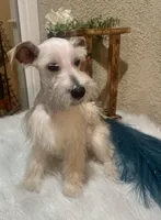 Sake , a female Miniature Schnauzer for sale in Corona, CA – Photo 5 of 6