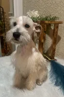 Sake , a female Miniature Schnauzer for sale in Corona, CA – Photo 3 of 6