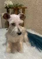 Sake , a female Miniature Schnauzer for sale in Corona, CA – Photo 6 of 6