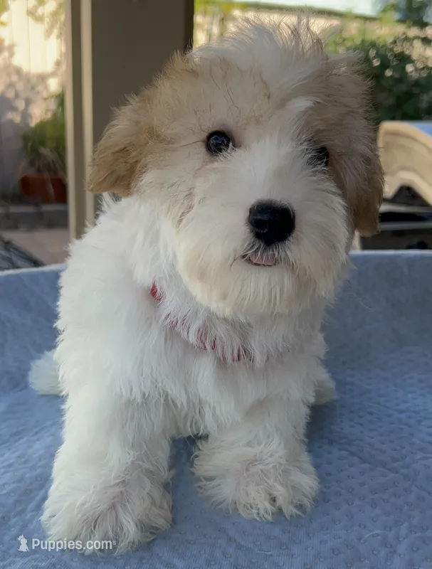 Roxy – Miniature Schnauzer puppy for sale in Corona, CA
