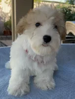 Roxy, a female Miniature Schnauzer for sale in Corona, CA – 1 of 6