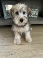 Oreo, a male Miniature Schnauzer and Poodle - Toy  for sale in Corona, CA – 3 of 3