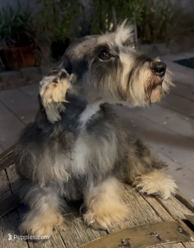 Toby – Miniature Schnauzer, Poodle - Miniature  puppy for sale in Corona, CA