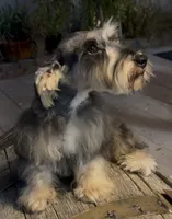 Toby, a male Miniature Schnauzer and Poodle - Miniature  for sale in Corona, CA – 1 of 4