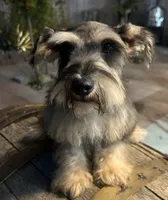 Toby, a male Miniature Schnauzer and Poodle - Miniature  for sale in Corona, CA – 3 of 4