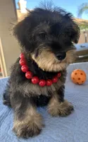 Marvel, a male Miniature Schnauzer for sale in Corona, CA – 6 of 7