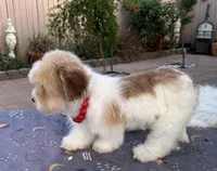 Mina , a female Shih Tzu and Poodle - Toy  for sale in Corona, CA – Photo 3 of 3