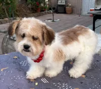 Mina , a female Shih Tzu and Poodle - Toy  for sale in Corona, CA – Photo 2 of 3