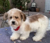 Mina , a female Shih Tzu and Poodle - Toy  for sale in Corona, CA – Photo 1 of 3