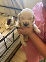 Yellow girl, a female Golden Retriever for sale in Smoot, WY – 1 of 2