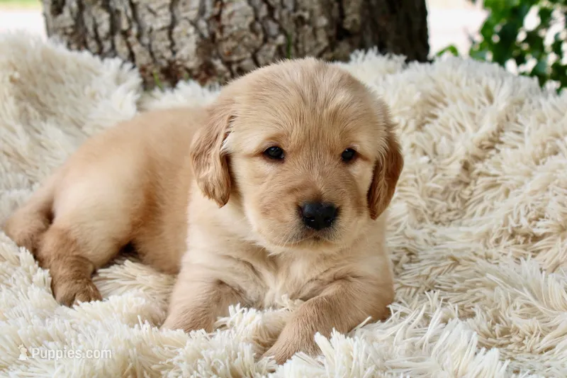 Red boy – Golden Retriever puppy for sale in Smoot, WY
