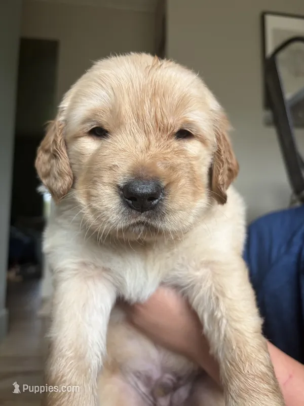 Red boy – Golden Retriever puppy for sale in Smoot, WY