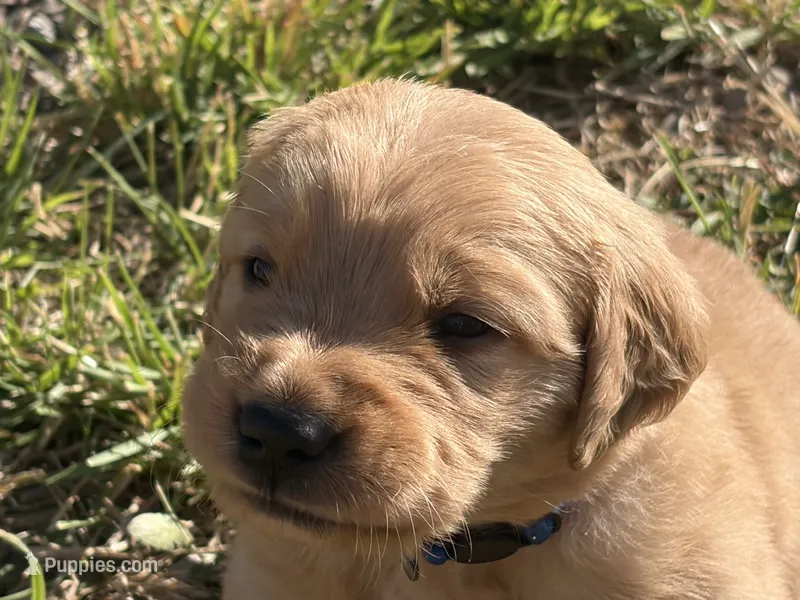 Blue boy – Golden Retriever puppy for sale in Smoot, WY