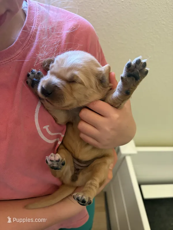 Green boy – Golden Retriever puppy for sale in Smoot, WY