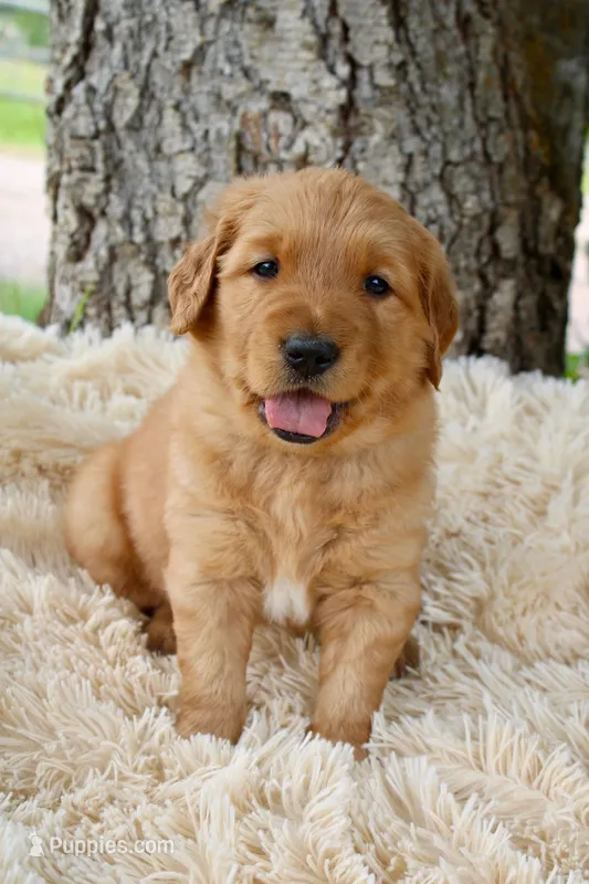 Orange boy – Golden Retriever puppy for sale in Smoot, WY