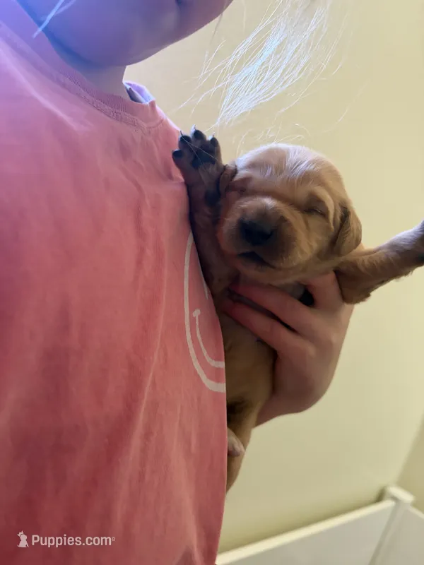 Red boy – Golden Retriever puppy for sale in Smoot, WY