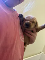 Red boy, a male Golden Retriever for sale in Smoot, WY – 1 of 1