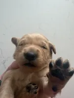 Purple girl, a female Golden Retriever for sale in Smoot, WY – 1 of 3