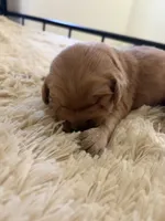 Orange boy, a male Golden Retriever for sale in Smoot, WY – 2 of 2