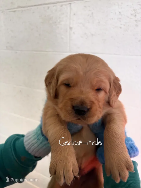 Orange boy – Golden Retriever puppy for sale in Smoot, WY