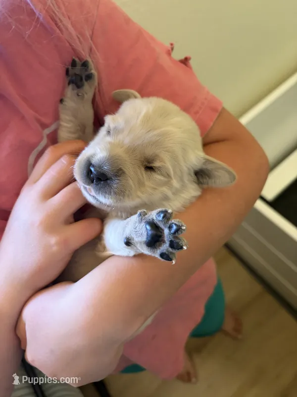 White boy – Golden Retriever puppy for sale in Smoot, WY