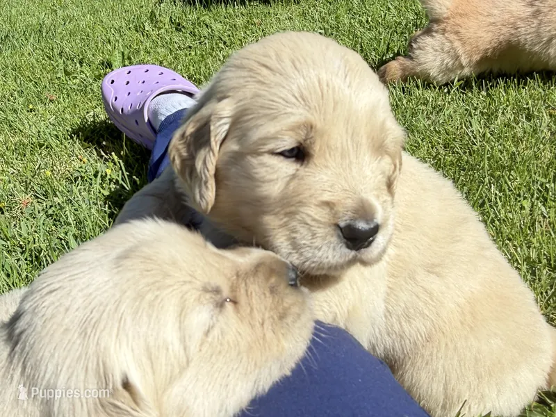Yellow girl – Golden Retriever puppy for sale in Smoot, WY