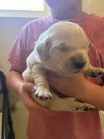 Yellow girl, a female Golden Retriever for sale in Smoot, WY – 2 of 2