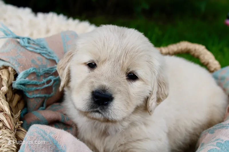 Yellow girl – Golden Retriever puppy for sale in Smoot, WY