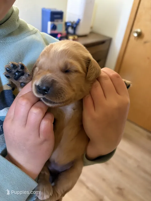 Orange boy – Golden Retriever puppy for sale in Smoot, WY