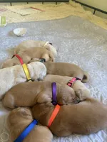 Blue boy, a male Golden Retriever for sale in Smoot, WY – 3 of 3