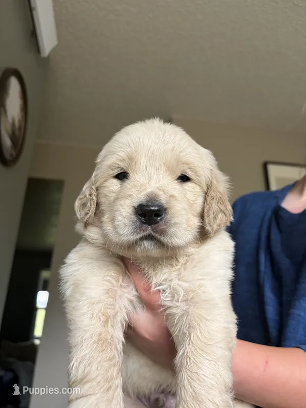 White boy – Golden Retriever puppy for sale in Smoot, WY