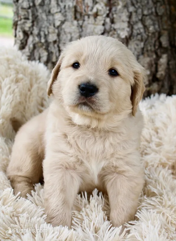 White boy – Golden Retriever puppy for sale in Smoot, WY