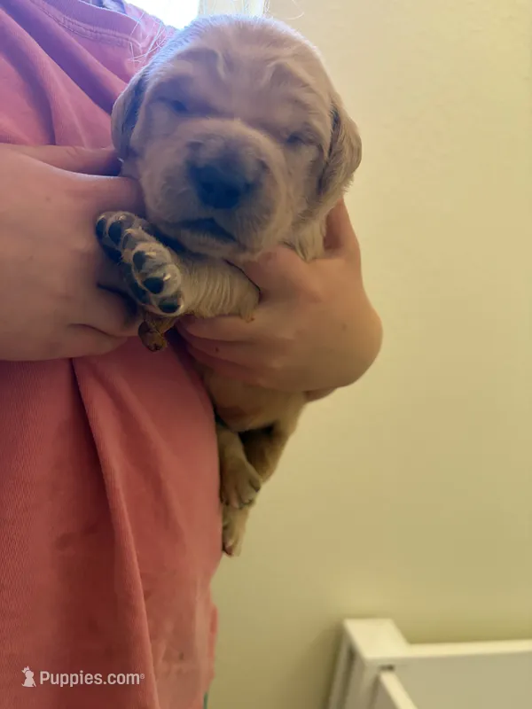 Blue boy – Golden Retriever puppy for sale in Smoot, WY